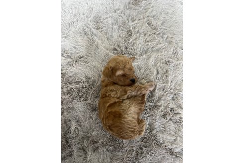 成約済の千葉県のティーカッププードル-353005の2枚目